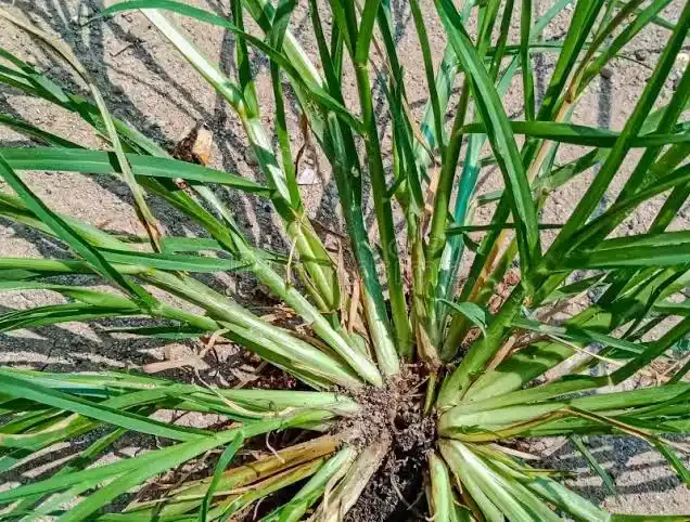 Elusine indica